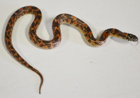 Baby High Red Goins Kingsnakes