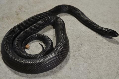 Adult Mexican Black Kingsnakes