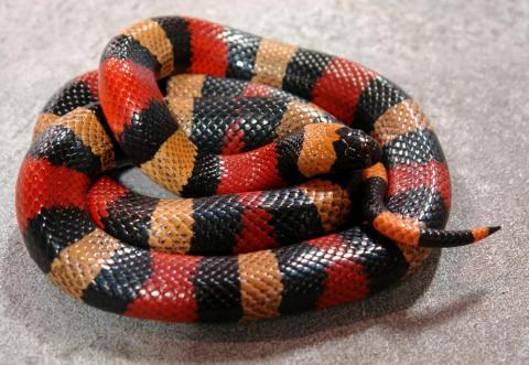 Sub Adult Pueblan Milksnakes