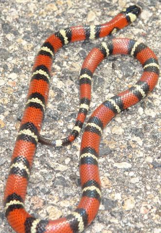 Stuarts Milksnakes