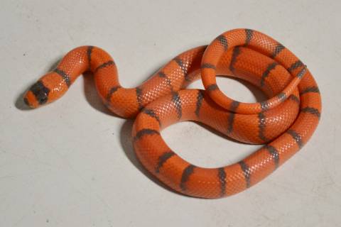Baby Hypo Honduran Milksnakes