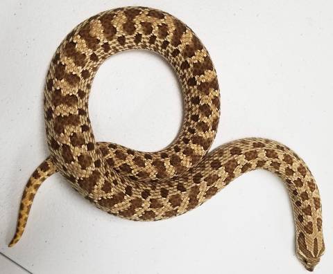 Adult Western Hognose Snakes Het for Albino