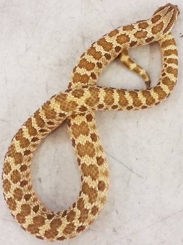 Adult Lemon Ghost Western Hognose Snakes