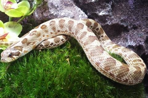 Sub Lemon Ghost Conda Western Hognose Snakes