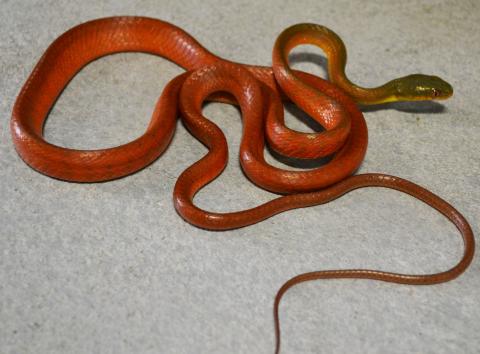 Black Headed Cat Snakes