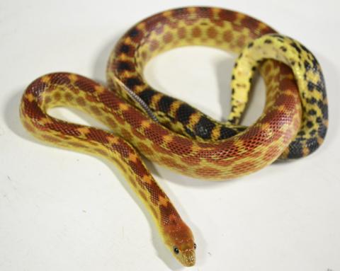 Small Baja Cape Gopher Snakes