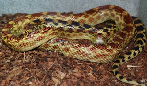 Adult Baja Cape Gopher Snakes