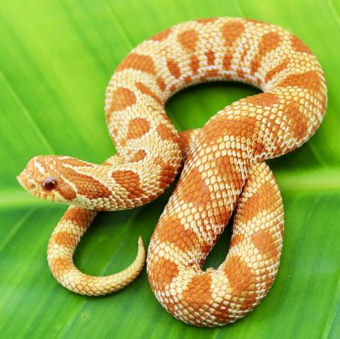 Baby Red Albino Anaconda Western Hognose Snakes