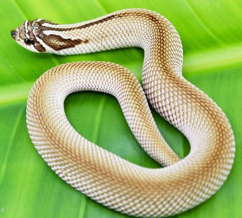 Baby Red Super Anaconda Western Hognose Snakes