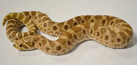 Sub Adult Western Hognose Snakes