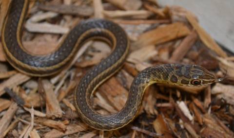 African Hissing Sand Snakes