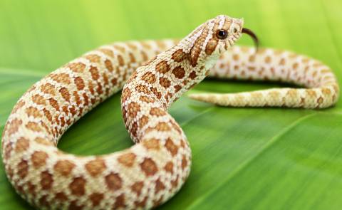 Small Toffee Western Hognose Snakes