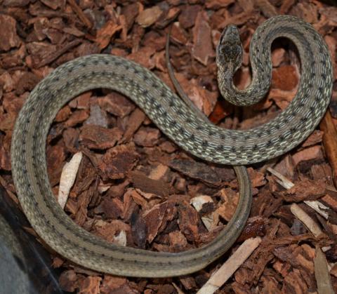 DeKay's Brownsnakes