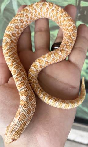 Adult Albino Western Hognose Snakes