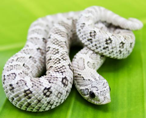 Baby Axanthic Western Hognose Snakes