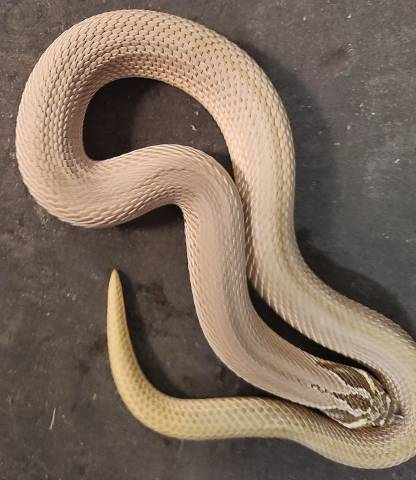 Adult Woma Super Anaconda Western Hognose Snakes