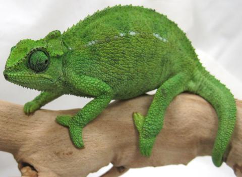 Rudis Chameleons