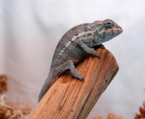 Baby Nosy Faly Panther Chameleons