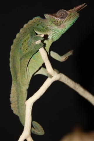 Cameroon Sailfin Chameleons