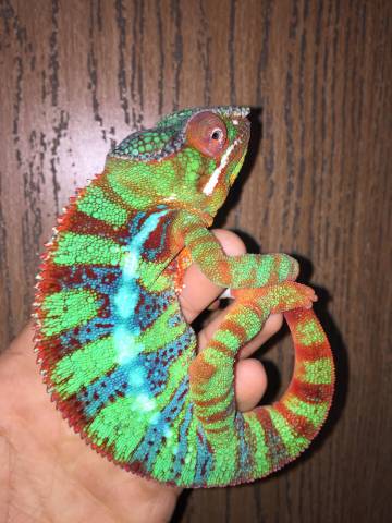 Adult Blue Bar Ambilobe Panther Chameleons