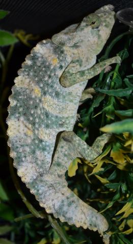 Mellers Chameleons w/minor bent horns