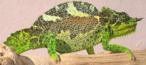 Sub Adult Four Horned Chameleons