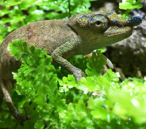 Boettger's chameleons (Blue Nose)