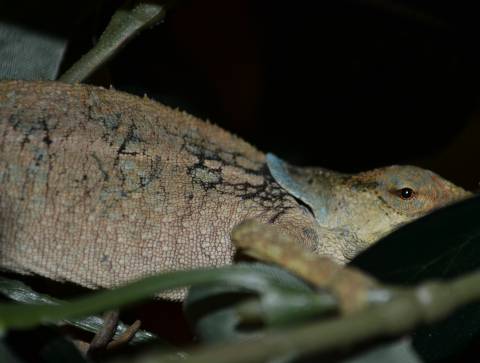 Madagascar Blue Ear Chameleons 