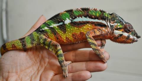 Sub Adult Male Sambava Panther Chameleons