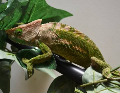 O'Shaughnessy's Chameleons