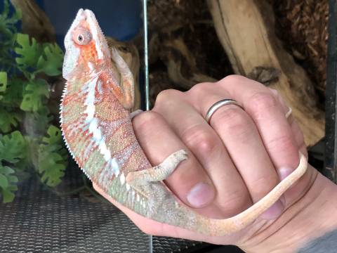 Large Red Bar Ambilobe Panther Chameleons