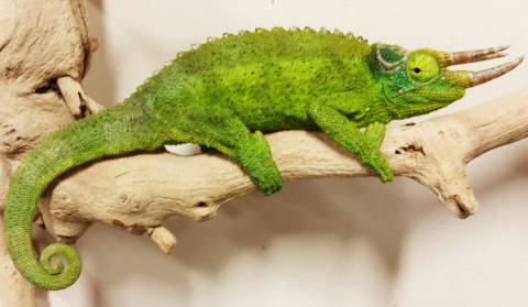 Sub Adult Jacksons Chameleons