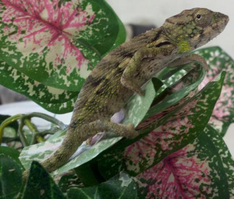 Baby Verrucosus Chameleons
