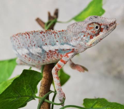 Sub Adult Nosy Faly Panther Chameleons