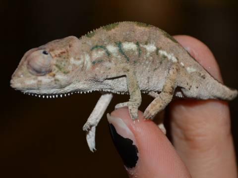 Baby Nosy Be Panther Chameleons
