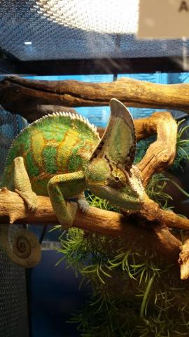 Adult Male Veiled Chameleons