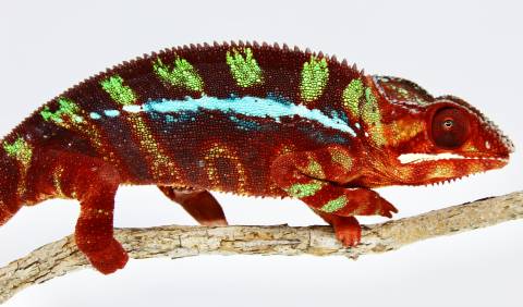 Sub Adult Male Ambilobe Panther Chameleons