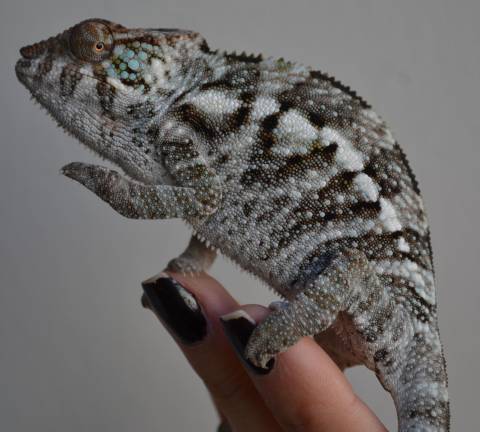 Medium Male Ambanja Panther Chameleons