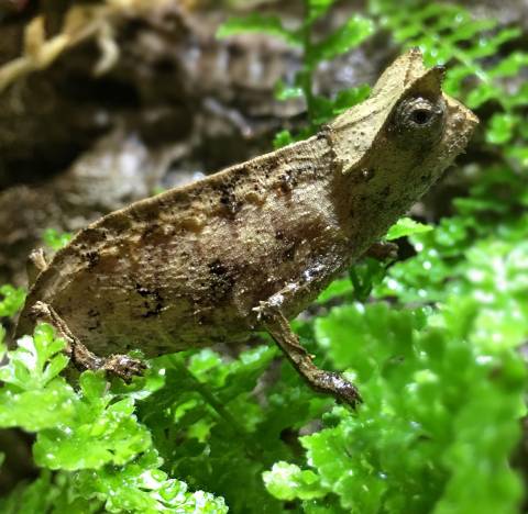 Perinet leaf chameleons (therezieni)