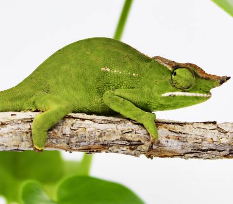 Canopy Chameleons (willsii)