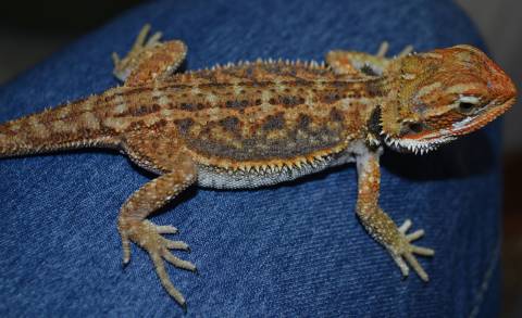 Medium Red Dunner Bearded Dragons