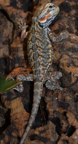 Baby Silkie Bearded Dragons