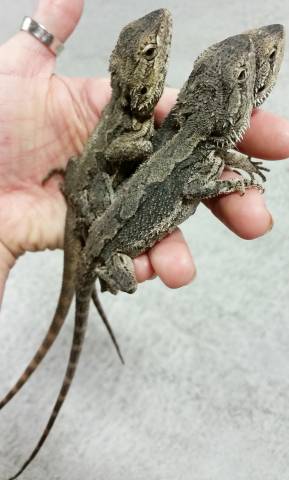 Dwarf Minor Bearded Dragons