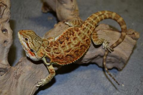 Medium Red Leatherback Bearded Dragons