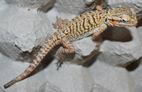 Baby Silkie Bearded Dragons w/nip tails