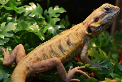 Sub Adult Silkie Bearded Dragons