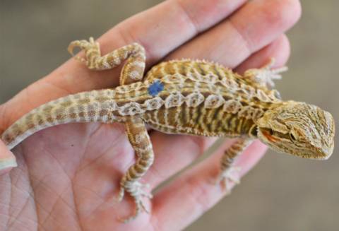 Baby Hypo Leatherback Bearded Dragons (het zero)