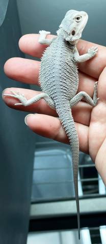 Small Hypo Zero Bearded Dragons