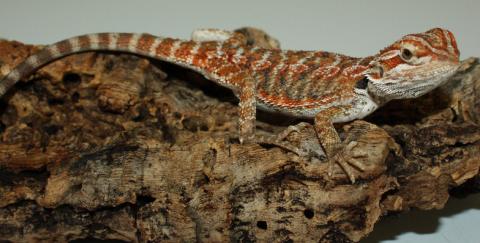 Medium Hypo Red Leatherback Bearded Dragons