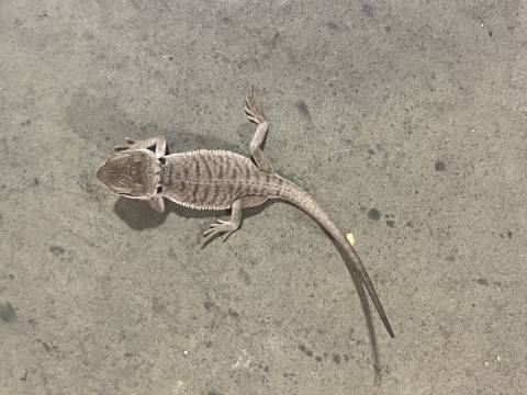 Baby Zero Bearded Dragons Het for Hypo Leatherback